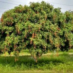 Λίτσι (Litchi chinensis) Καρποφόρο Δέντρο Λίτσι (Litchi chinensis) Καρποφόρο Δέντρο - Καρποφόρα Δένδρα Superfruits & Θάμνοι