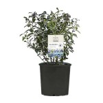 European Blueberry or Bilberry (Vaccinium myrtillus) Bush - Small Fruit Bushes European Blueberry-Bilberry (Vaccinium myrtillus) Bush