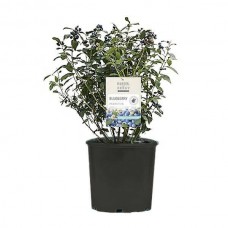 Μύρτιλο-Vaccinium myrtillus-Βακκίνιον μύρτιλλον Θάμνος