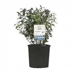 Μύρτιλο-Vaccinium myrtillus-Βακκίνιον μύρτιλλον Θάμνος