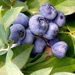 European Blueberry or Bilberry (Vaccinium myrtillus) Bush - Small Fruit Bushes European Blueberry-Bilberry (Vaccinium myrtillus) Bush