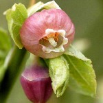 European Blueberry or Bilberry (Vaccinium myrtillus) Bush - Small Fruit Bushes European Blueberry-Bilberry (Vaccinium myrtillus) Bush