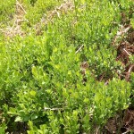 European Blueberry or Bilberry (Vaccinium myrtillus) Bush - Small Fruit Bushes European Blueberry-Bilberry (Vaccinium myrtillus) Bush