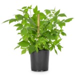 Σμέουρο Φραμπουάζ ή Κόκκινο Ράσπμπερι (Rubus idaeus - Βάτος η ιδιαία) Θάμνος | Φρούτα του Δάσους Σμέουρα Φραμπουάζ ή Κόκκινα Ράσπμπερι (Rubus idaeus) Θάμνοι