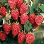 Σμέουρο Φραμπουάζ ή Κόκκινο Ράσπμπερι (Rubus idaeus - Βάτος η ιδιαία) Θάμνος | Φρούτα του Δάσους Σμέουρα Φραμπουάζ ή Κόκκινα Ράσπμπερι (Rubus idaeus) Θάμνοι