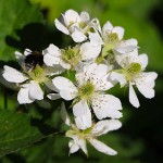 Σμέουρο Φραμπουάζ ή Κόκκινο Ράσπμπερι (Rubus idaeus - Βάτος η ιδιαία) Θάμνος | Φρούτα του Δάσους Σμέουρα Φραμπουάζ ή Κόκκινα Ράσπμπερι (Rubus idaeus) Θάμνοι