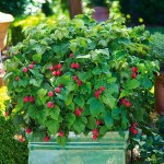 Σμέουρο Φραμπουάζ ή Κόκκινο Ράσπμπερι (Rubus idaeus - Βάτος η ιδιαία) Θάμνος | Φρούτα του Δάσους Σμέουρα Φραμπουάζ ή Κόκκινα Ράσπμπερι (Rubus idaeus) Θάμνοι