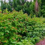 Σμέουρο Φραμπουάζ ή Κόκκινο Ράσπμπερι (Rubus idaeus - Βάτος η ιδιαία) Θάμνος | Φρούτα του Δάσους Σμέουρα Φραμπουάζ ή Κόκκινα Ράσπμπερι (Rubus idaeus) Θάμνοι