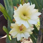 Περουβιανός Κάκτος Florida-Cereus peruvianus 'Florida'