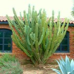 Περουβιανός Κάκτος (Cereus peruvianus-συν. C. repandus)