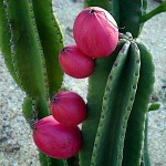 Περουβιανός Κάκτος Florida-Cereus peruvianus 'Florida'