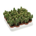 Περουβιανός Κάκτος Florida-Cereus peruvianus 'Florida'