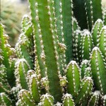 Περουβιανός Κάκτος Florida-Cereus peruvianus 'Florida'
