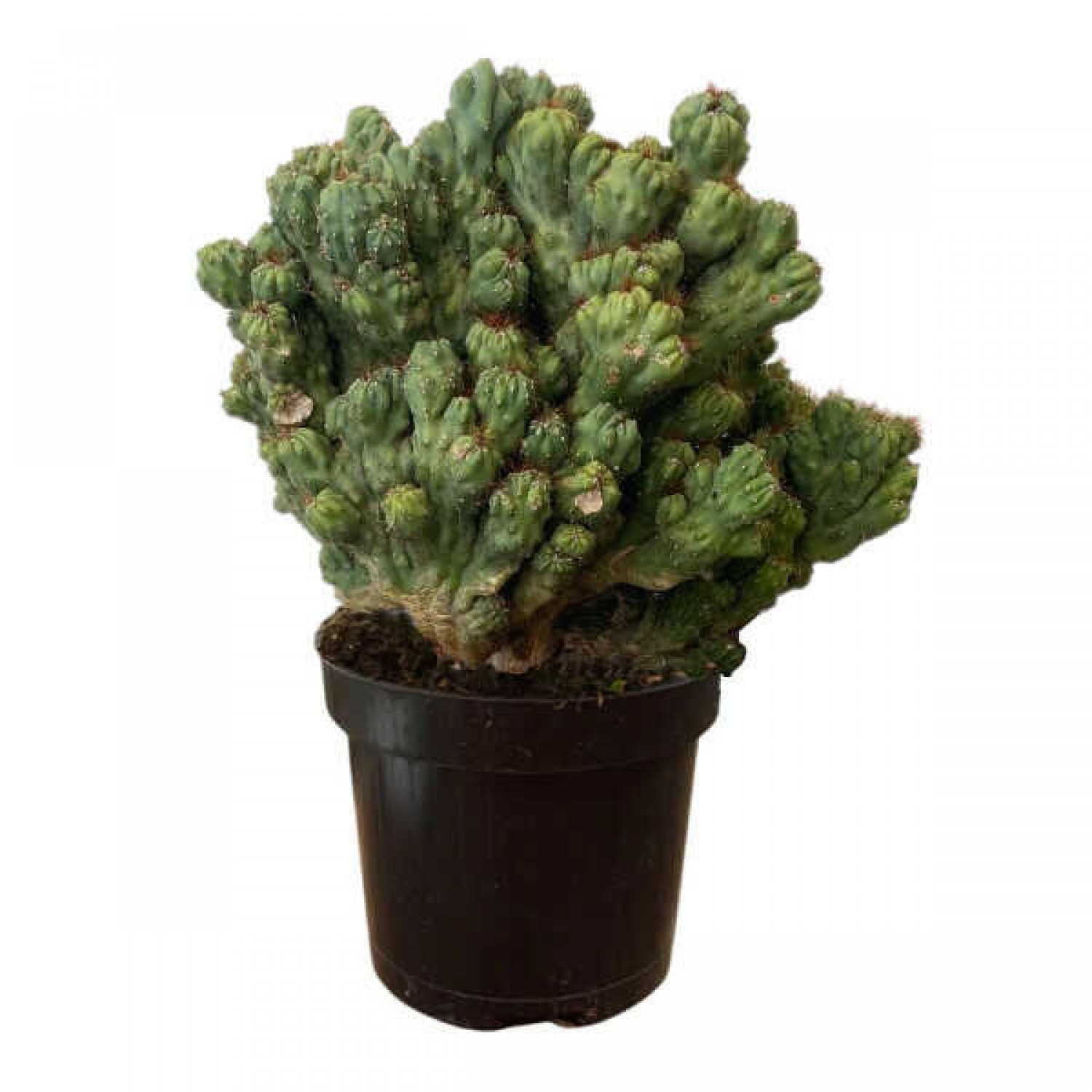 Περουβιανός Κάκτος Monstrosus-Cereus peruvianus 'Monstrosus'