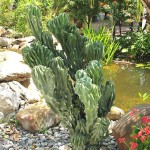 Περουβιανός Κάκτος Monstrosus-Cereus peruvianus 'Monstrosus'