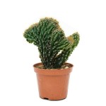 Περουβιανός Κάκτος Crested-Cereus peruvianus f. crested