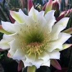 Περουβιανός Κάκτος Crested-Cereus peruvianus f. crested