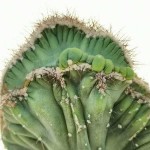 Περουβιανός Κάκτος Crested-Cereus peruvianus f. crested