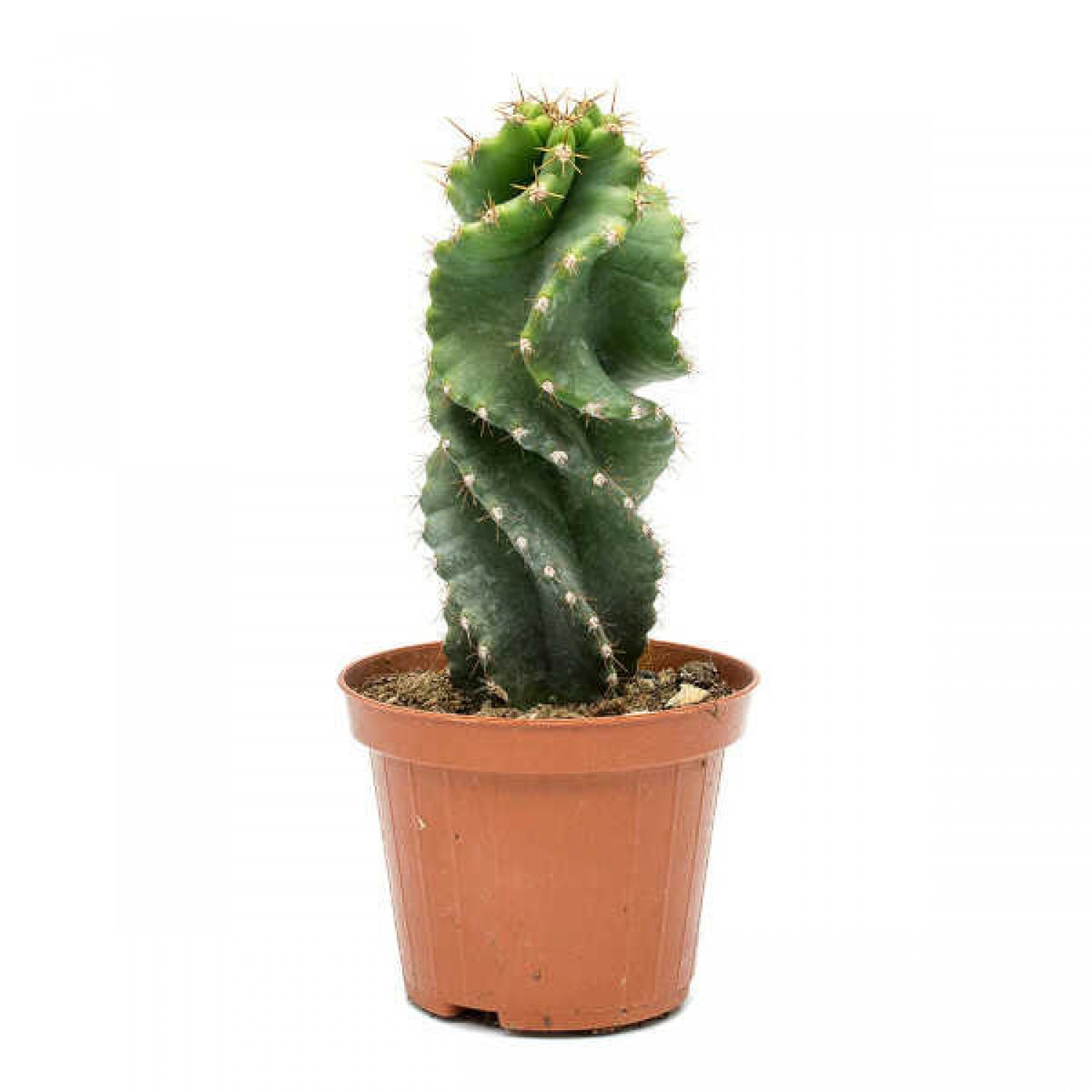 Spiral Cactus 'Spiralis' (Cereus forbesii 'Spiralis')