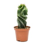 Spiral Cactus 'Spiralis' (Cereus forbesii 'Spiralis')