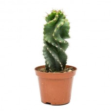 Σπειροειδής Κάκτος Spiralis (Cereus forbesii 'Spiralis')