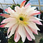Spiral Cactus 'Spiralis' (Cereus forbesii 'Spiralis')