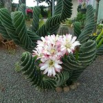 Spiral Cactus 'Spiralis' (Cereus forbesii 'Spiralis')