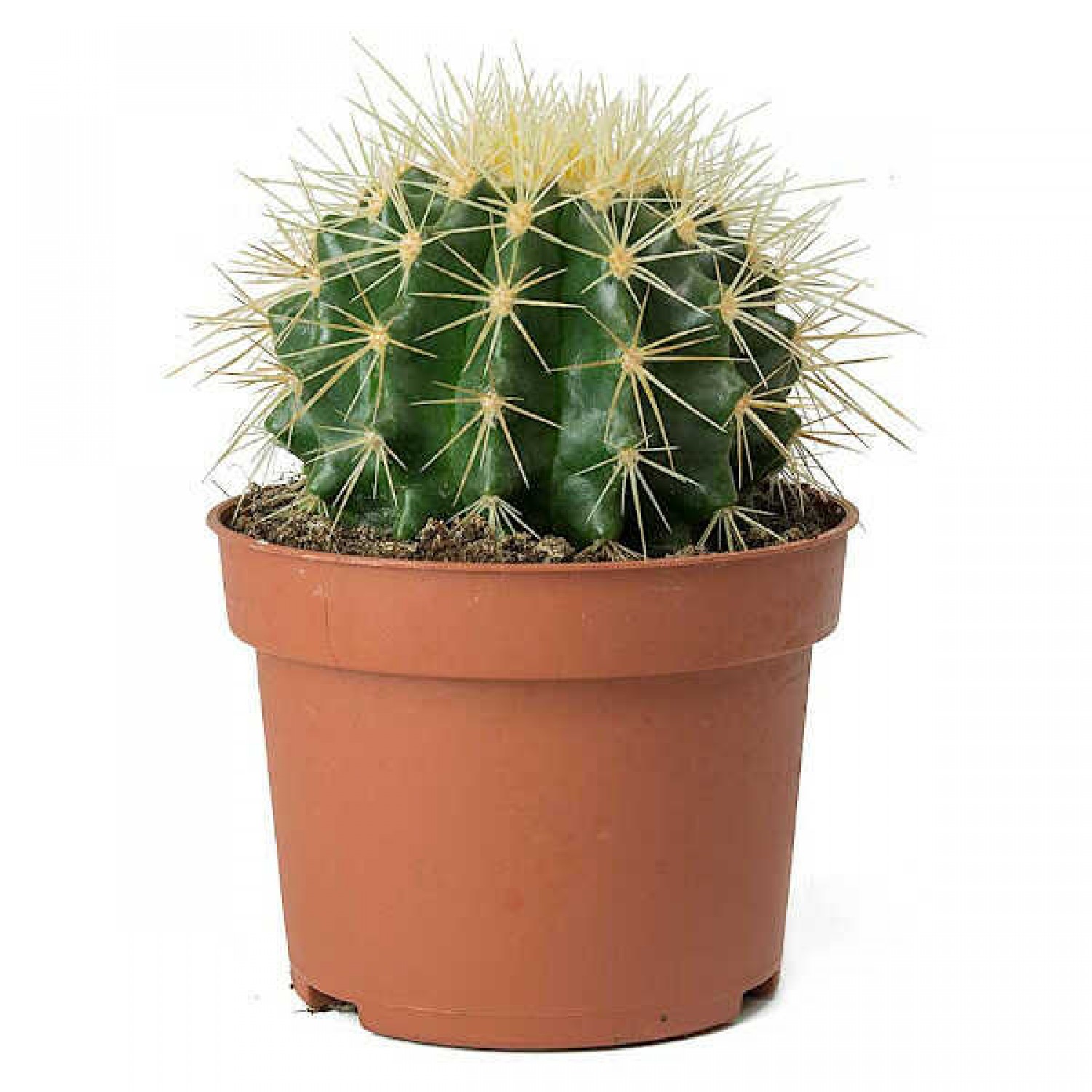 Εχινόκακτος (Echinocactus grussonii) Κάκτος - Κακτοειδή