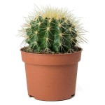 Εχινόκακτος (Echinocactus grussonii) Κάκτος - Κακτοειδή