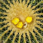 Εχινόκακτος (Echinocactus grussonii) Κάκτος - Κακτοειδή