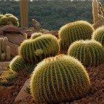 Εχινόκακτος (Echinocactus grussonii) Κάκτος - Κακτοειδή