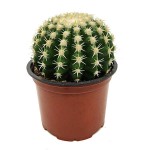 Εχινόκακτος Brevispinus-Echinocactus grusonii 'Brevispinus'