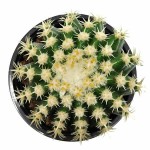 Εχινόκακτος Brevispinus-Echinocactus grusonii 'Brevispinus'