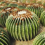 Εχινόκακτος Brevispinus-Echinocactus grusonii 'Brevispinus'