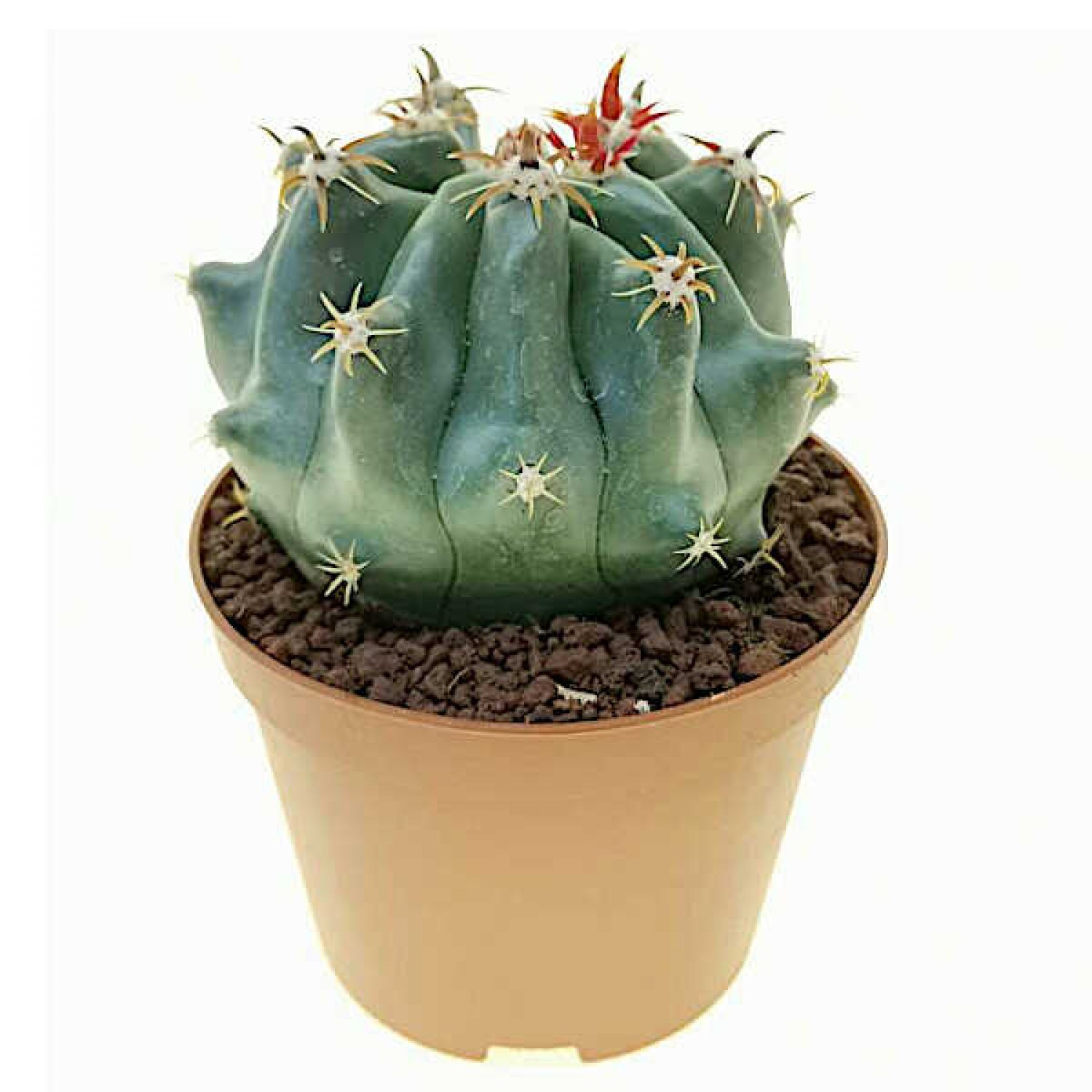 Φερόκακτος 'Brevispinus' (Ferocactus horridus 'Brevispinus')
