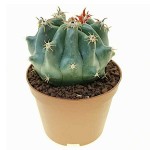 Φερόκακτος 'Brevispinus' (Ferocactus horridus 'Brevispinus')