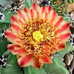 Φερόκακτος 'Brevispinus' (Ferocactus horridus 'Brevispinus')