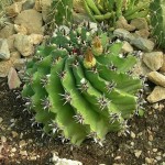 Φερόκακτος 'Brevispinus' (Ferocactus horridus 'Brevispinus')