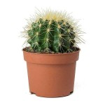 Φερόκακτος Μπλε (Ferocactus glaucescens) Φυτό - Κάκτος