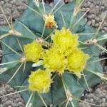 Φερόκακτος Μπλε (Ferocactus glaucescens) Φυτό - Κάκτος