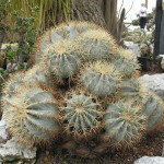 Φερόκακτος Μπλε (Ferocactus glaucescens) Φυτό - Κάκτος