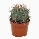 Φερόκακτος histrix (Ferocactus histrix) Φυτό - Κάκτος