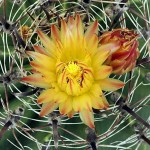 Φερόκακτος histrix (Ferocactus histrix) Φυτό - Κάκτος