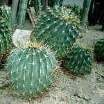 Φερόκακτος histrix (Ferocactus histrix) Φυτό - Κάκτος