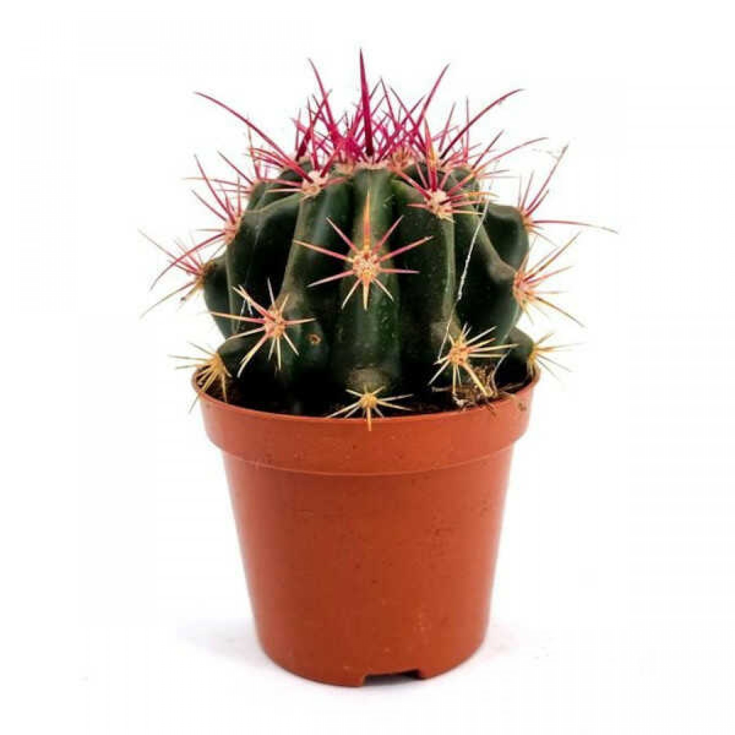 Φερόκακτος pilosus (Ferocactus pilosus) Φυτό - Κάκτος