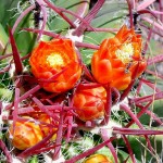 Φερόκακτος pilosus (Ferocactus pilosus) Φυτό - Κάκτος
