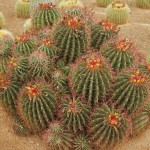 Φερόκακτος pilosus (Ferocactus pilosus) Φυτό - Κάκτος