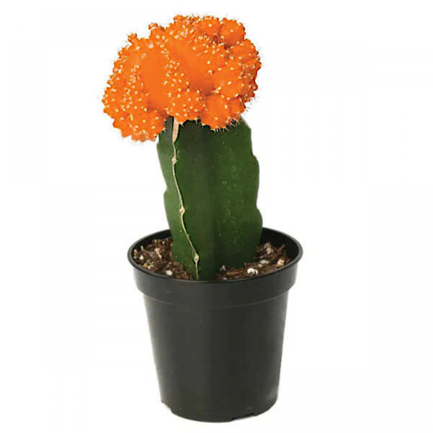 Κάκτος Εμβολιασμένος Πορτοκαλί (Gymnocalycium mihanovichii)