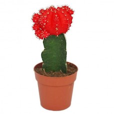 Κάκτος Εμβολιασμένος Κόκκινος (Gymnocalycium mihanovichii)