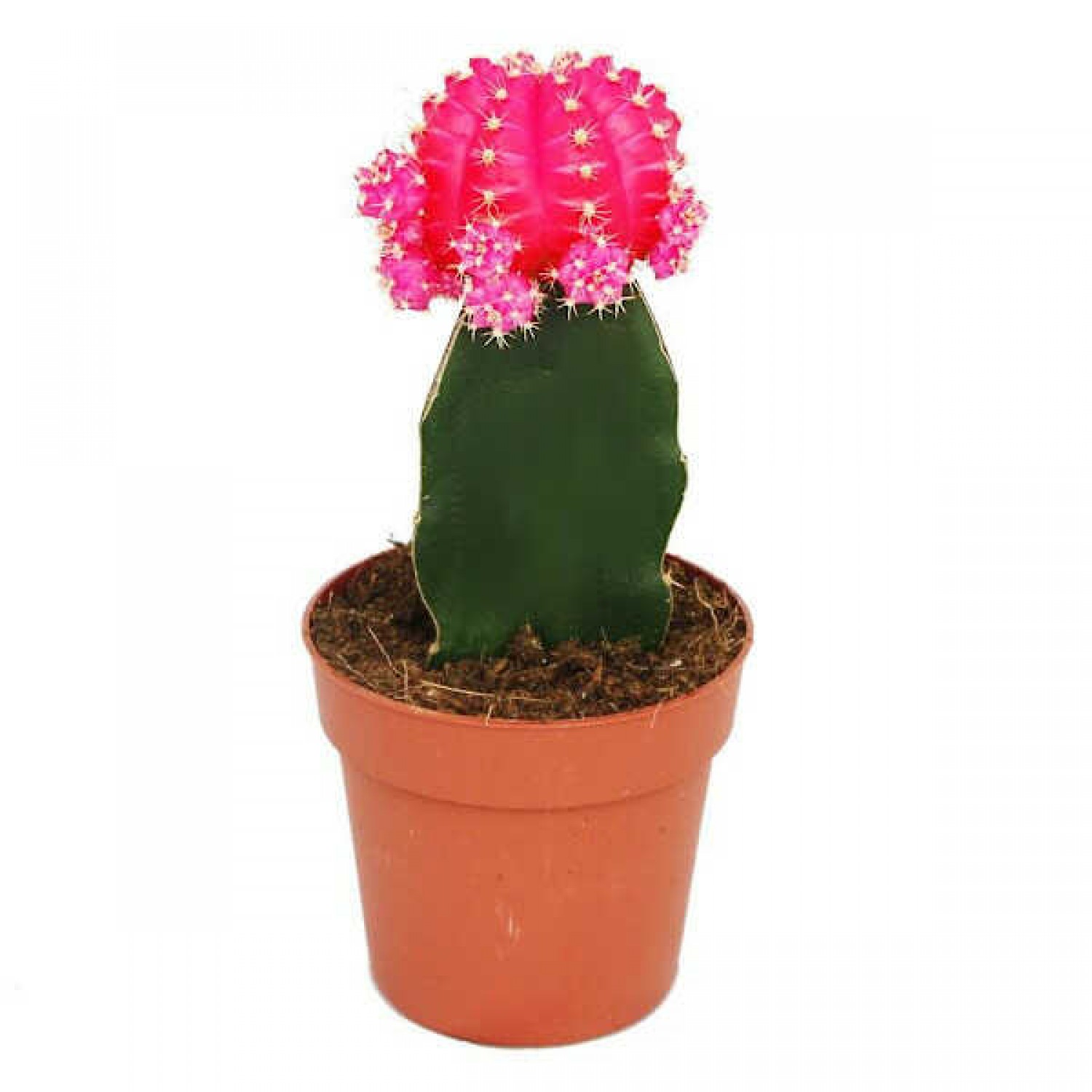 Κάκτος Εμβολιασμένος Φούξια-Gymnocalycium mihanovichii